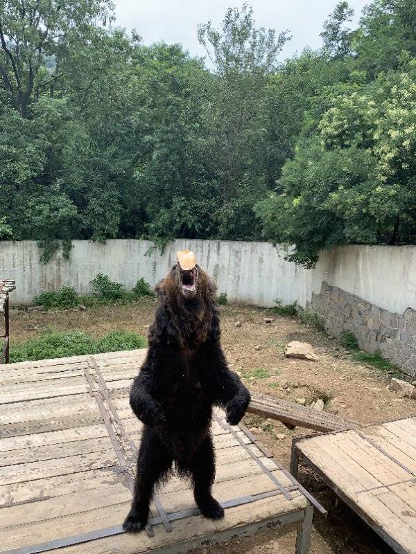 桑拿天|青岛森林野生动物世界采取多项措施 帮助动物桑拿天里消暑降温