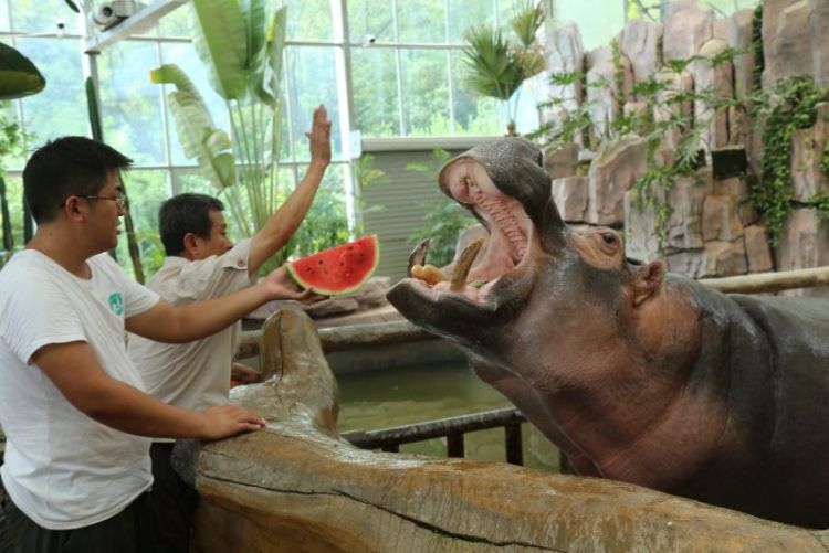 桑拿天|青岛森林野生动物世界采取多项措施 帮助动物桑拿天里消暑降温