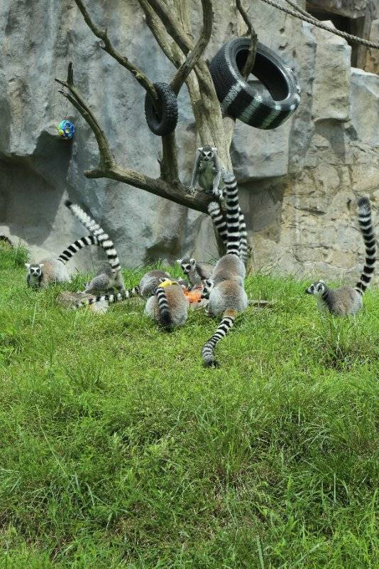 桑拿天|青岛森林野生动物世界采取多项措施 帮助动物桑拿天里消暑降温