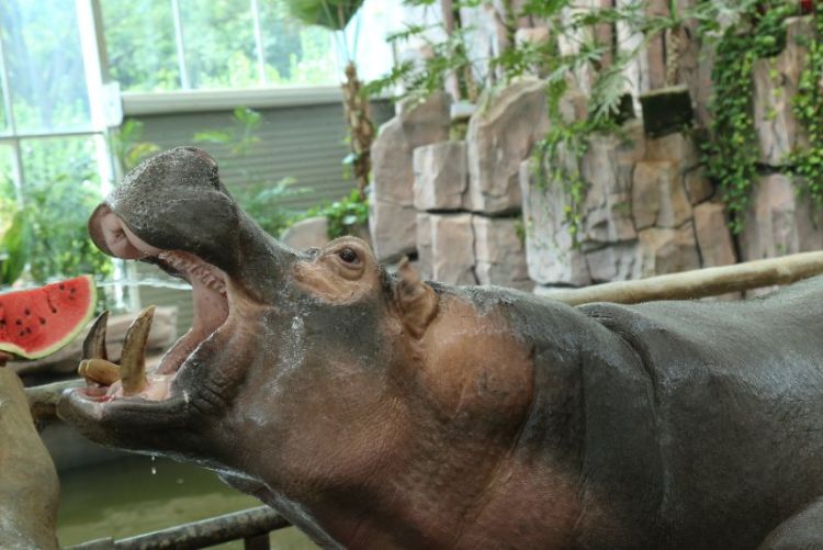 桑拿天|青岛森林野生动物世界采取多项措施 帮助动物桑拿天里消暑降温