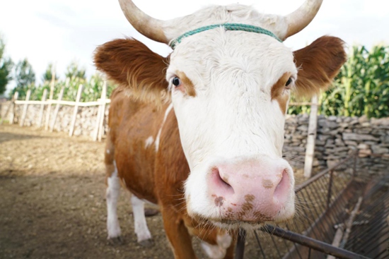 |幸福花开新边疆 牛羊满圈跑生活奔小康