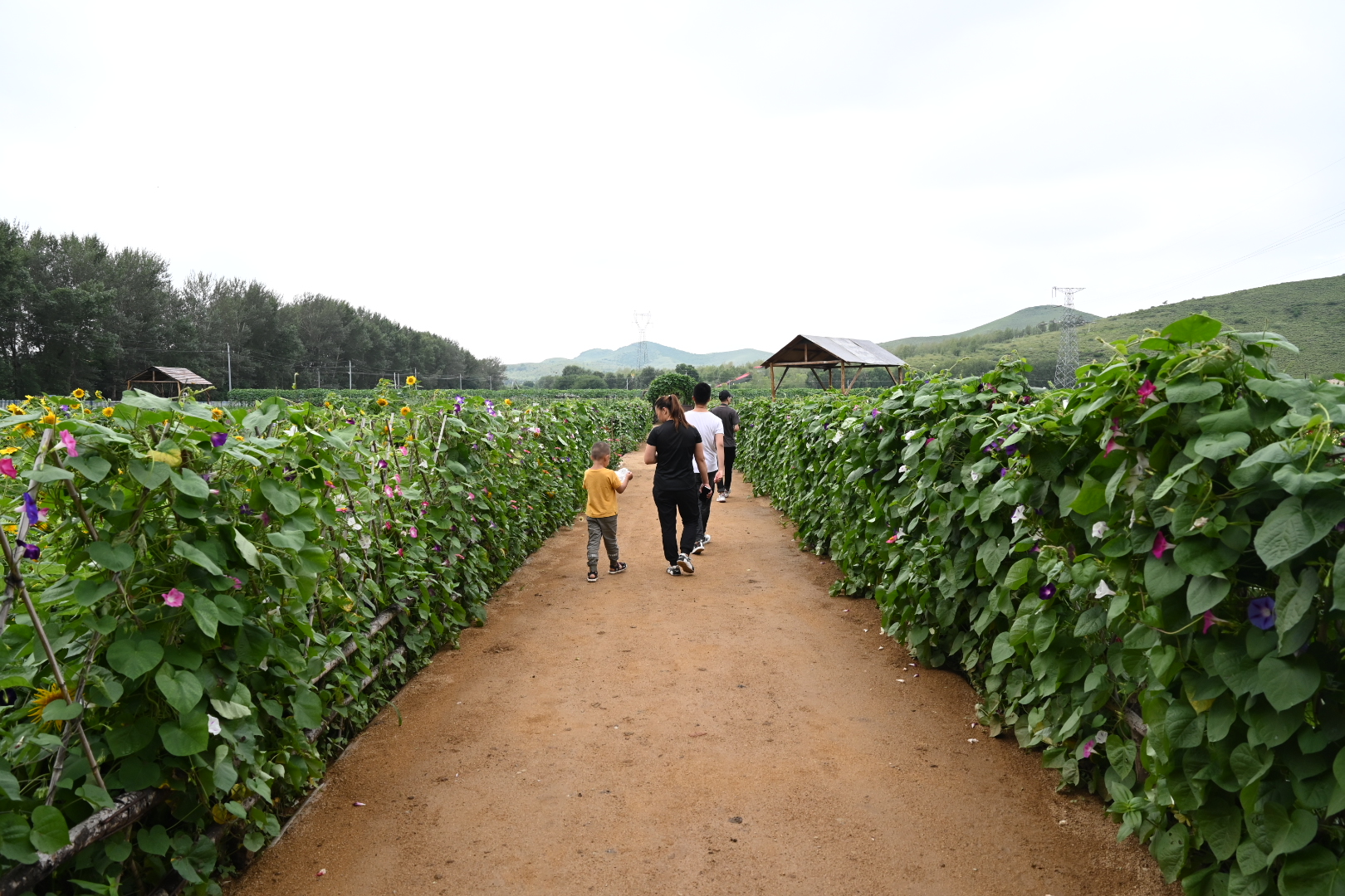 |幸福花开新边疆｜义勒力特嘎查：村富带民富，打造脱贫样板