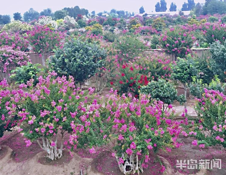 打卡|城阳百亩紫薇迎盛花期 市民及游客可免费“打卡”