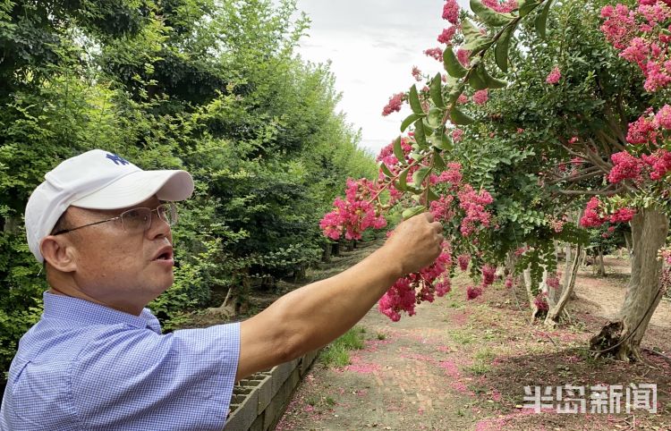 打卡|城阳百亩紫薇迎盛花期 市民及游客可免费“打卡”