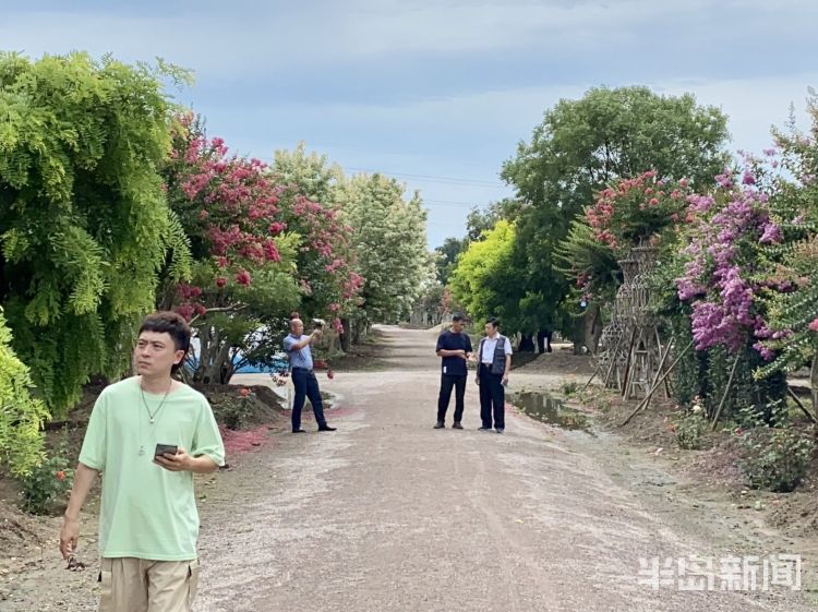 打卡|城阳百亩紫薇迎盛花期 市民及游客可免费“打卡”