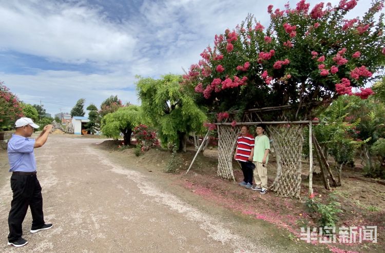 打卡|城阳百亩紫薇迎盛花期 市民及游客可免费“打卡”
