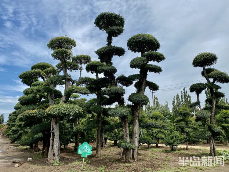 打卡|城阳百亩紫薇迎盛花期 市民及游客可免费“打卡”