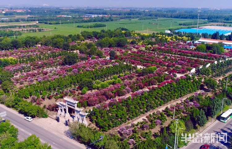 打卡|城阳百亩紫薇迎盛花期 市民及游客可免费“打卡”