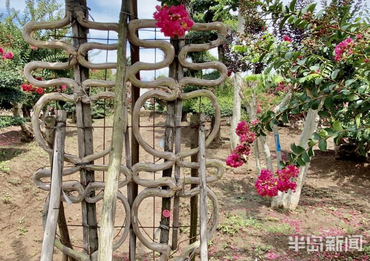 打卡|城阳百亩紫薇迎盛花期 市民及游客可免费“打卡”