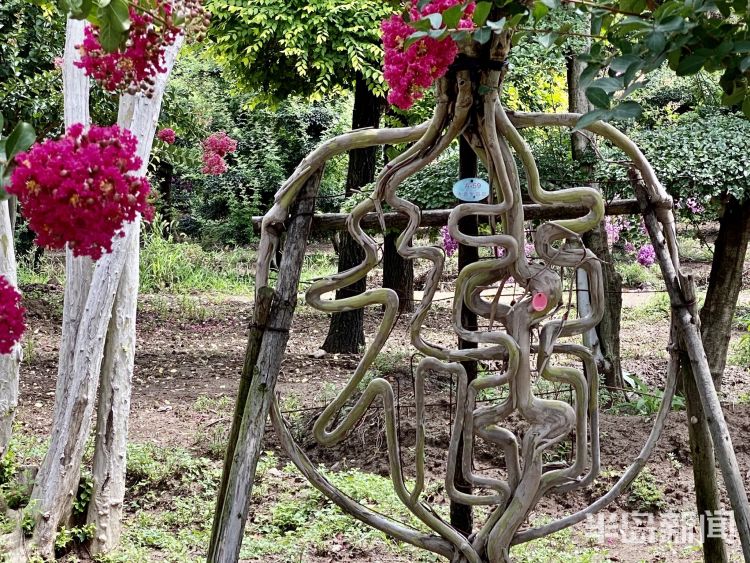 打卡|城阳百亩紫薇迎盛花期 市民及游客可免费“打卡”