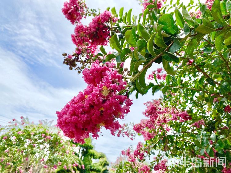 打卡|城阳百亩紫薇迎盛花期 市民及游客可免费“打卡”