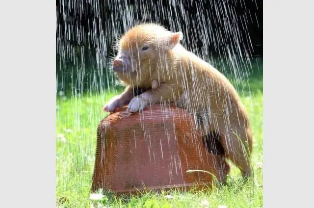 青岛|@青岛人 今下明下后还下 你盼望的降雨+降温抵达青岛