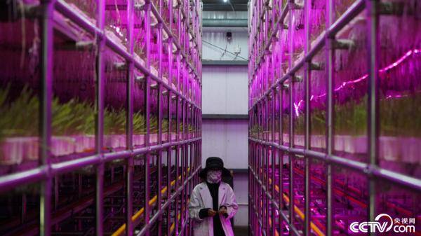 |幸福花开新边疆：在高海拔地区怎么养奶牛？这个县给出“标准”答案