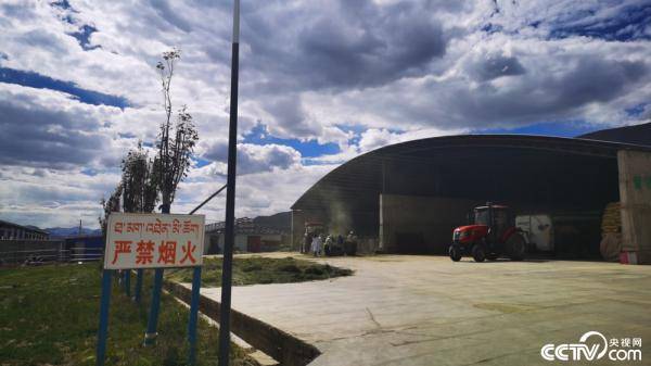 |幸福花开新边疆：在高海拔地区怎么养奶牛？这个县给出“标准”答案