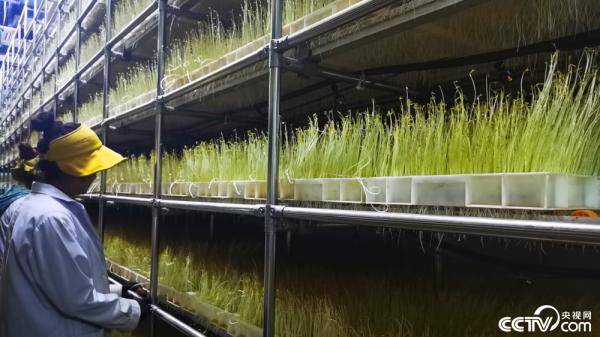 |幸福花开新边疆：在高海拔地区怎么养奶牛？这个县给出“标准”答案