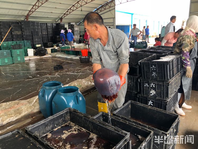 海蜇|半岛记者探访青岛海蜇养殖：人工费用高 利润空间变小？