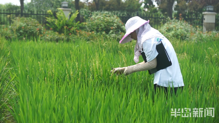 直击海|记者直击海水稻杂交实验现场 高温天里稻花香