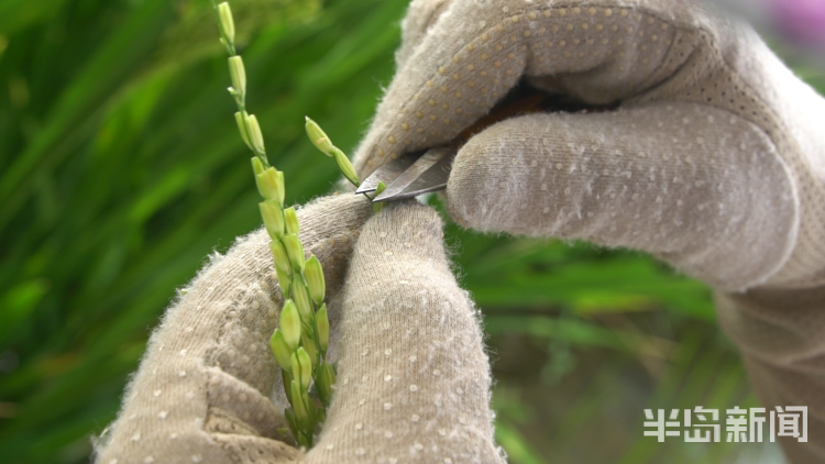 直击海|记者直击海水稻杂交实验现场 高温天里稻花香