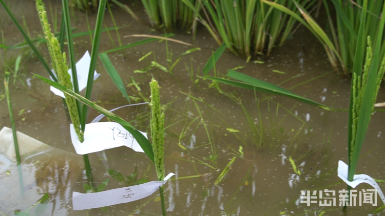 直击海|记者直击海水稻杂交实验现场 高温天里稻花香