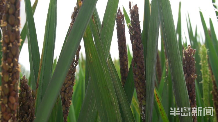 直击海|记者直击海水稻杂交实验现场 高温天里稻花香