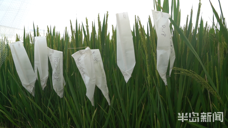直击海|记者直击海水稻杂交实验现场 高温天里稻花香
