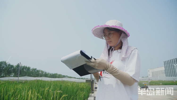 直击海|记者直击海水稻杂交实验现场 高温天里稻花香