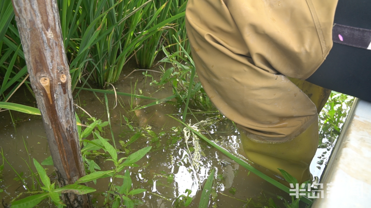 直击海|记者直击海水稻杂交实验现场 高温天里稻花香