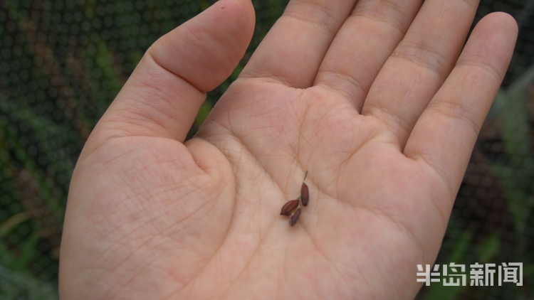 直击海|记者直击海水稻杂交实验现场 高温天里稻花香