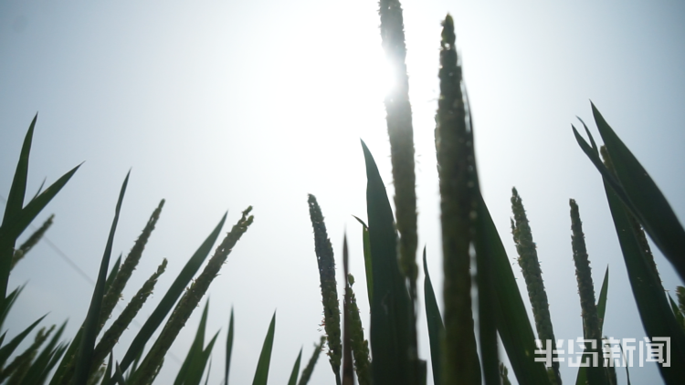 直击海|记者直击海水稻杂交实验现场 高温天里稻花香