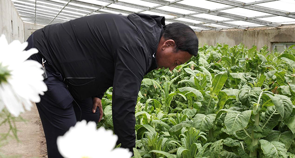 |幸福花开新边疆：鲜蔬菜 鲜生活