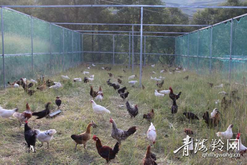 |你笑起来真好看：幸福笑声萦绕在河湟谷地