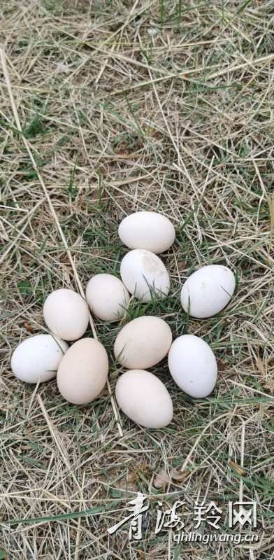 |你笑起来真好看：幸福笑声萦绕在河湟谷地