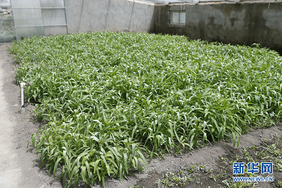 |幸福花开新边疆：隆子县的“格桑”花