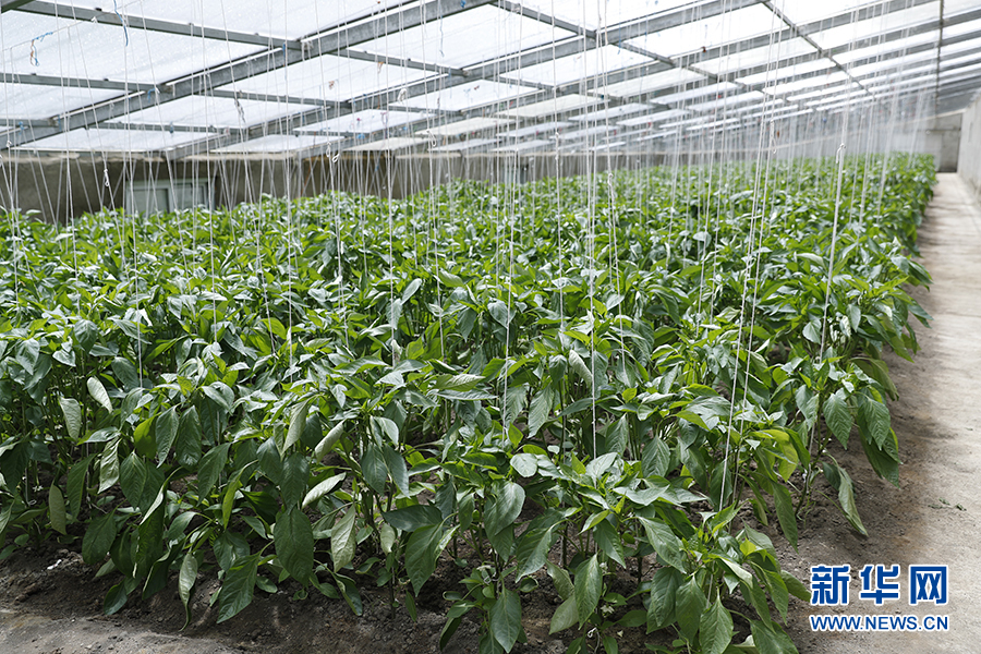 |幸福花开新边疆：隆子县的“格桑”花