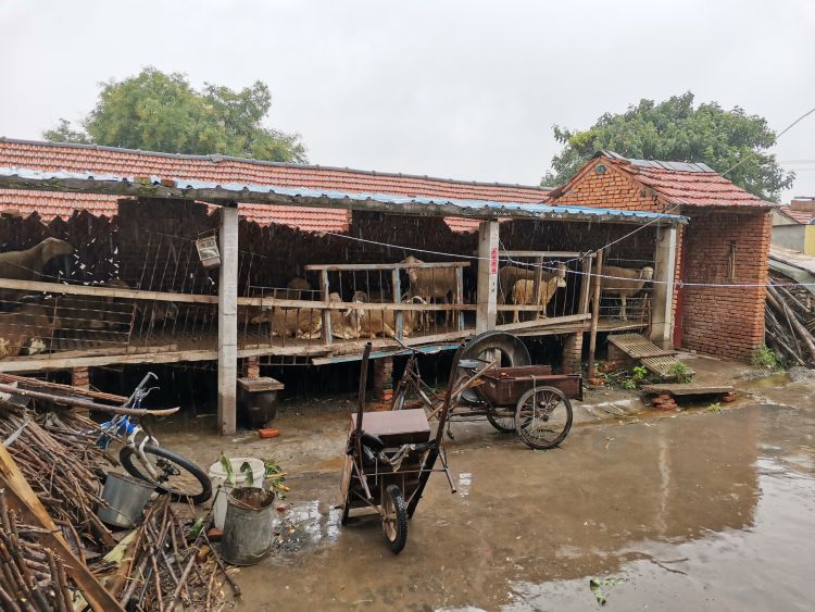 老汉|七旬老汉被醉酒村支书打进医院？因放羊起纠纷 老汉村书记各执一词