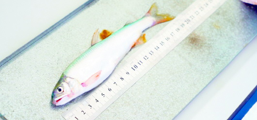 |仙胎鱼重回崂山 2500尾鱼苗增殖放流生存正常