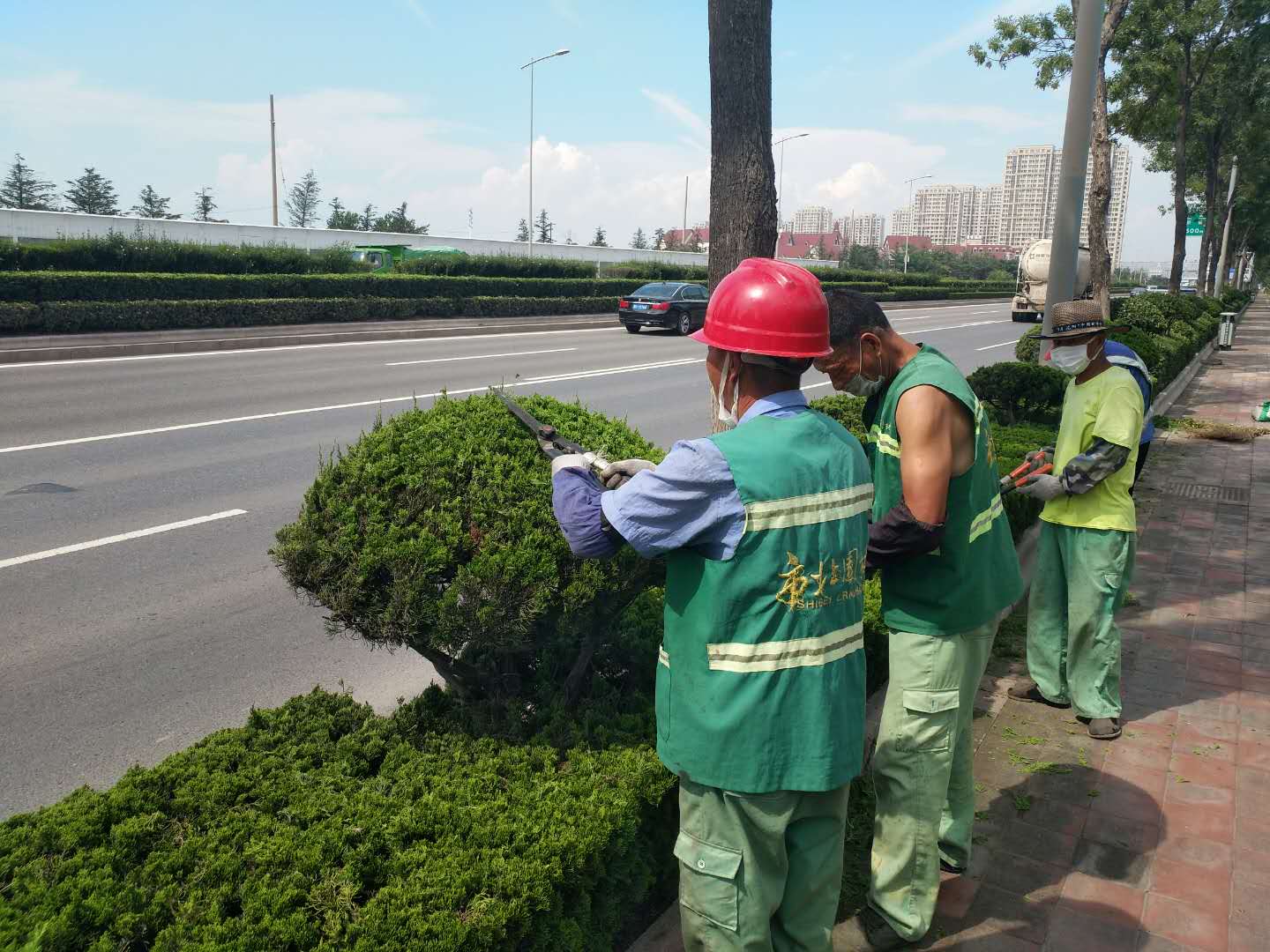 |青岛市北区提升环湾路绿化景观品质和绿化“颜值”为“创城”增靓添彩