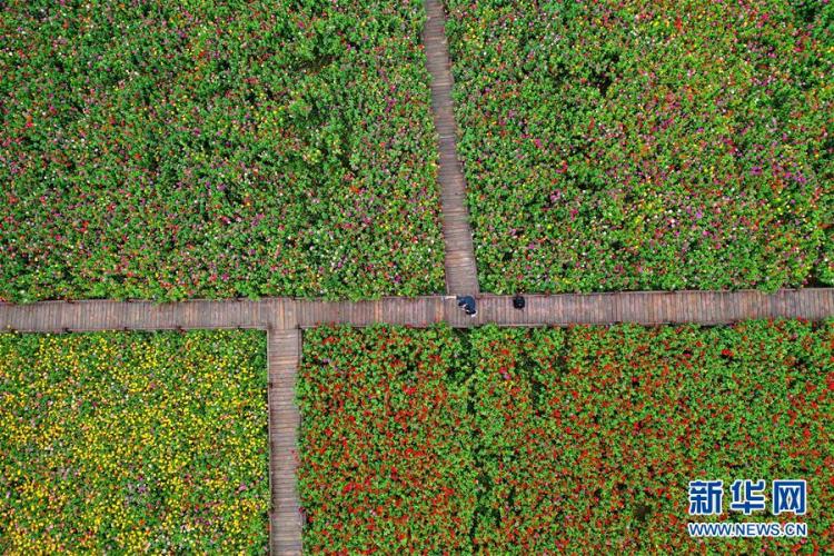 花海|河南洛阳：百日草竞相开放 高山花海正缤纷