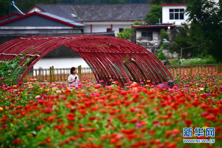 花海|河南洛阳：百日草竞相开放 高山花海正缤纷