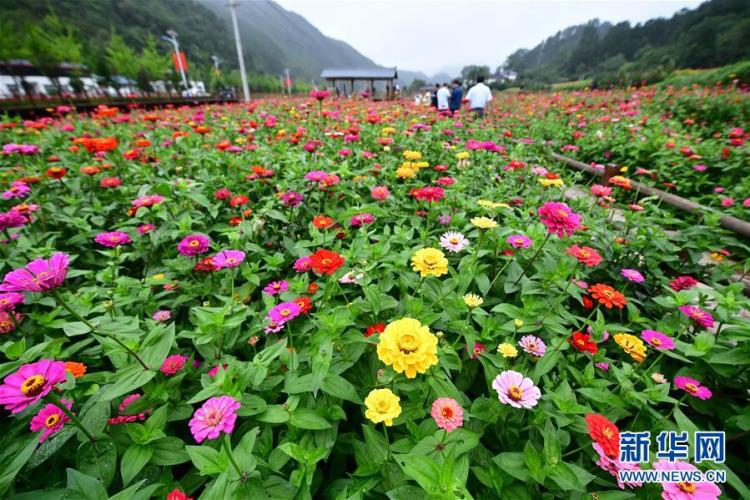 花海|河南洛阳：百日草竞相开放 高山花海正缤纷