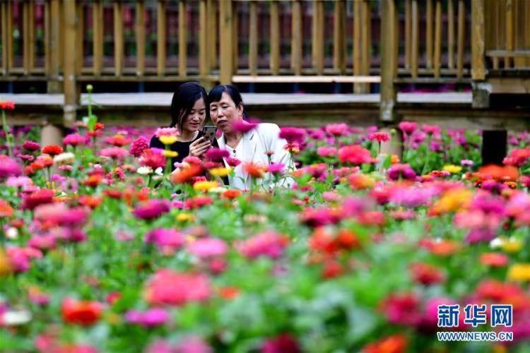 花海|河南洛阳：百日草竞相开放 高山花海正缤纷