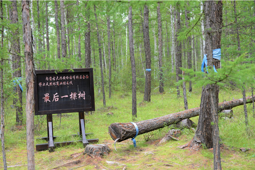 |【幸福花开新边疆】伐木工变护林人 内蒙古林场停伐后的生态化转型