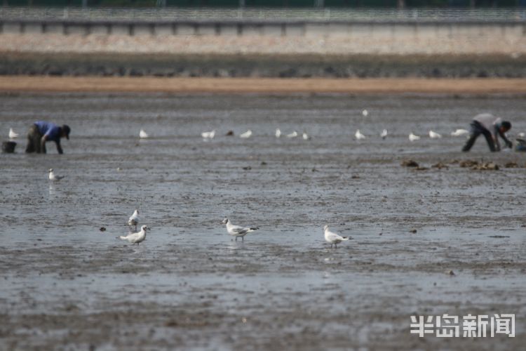 红嘴鸥|青岛沧口海滩：馋嘴红嘴鸥 傍上赶海人