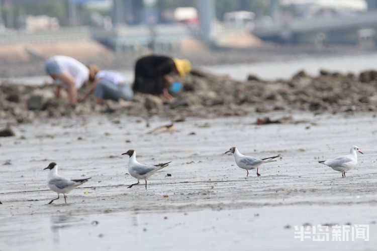 红嘴鸥|青岛沧口海滩：馋嘴红嘴鸥 傍上赶海人