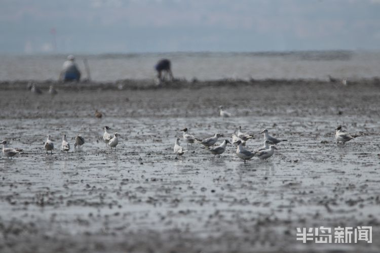 红嘴鸥|青岛沧口海滩：馋嘴红嘴鸥 傍上赶海人