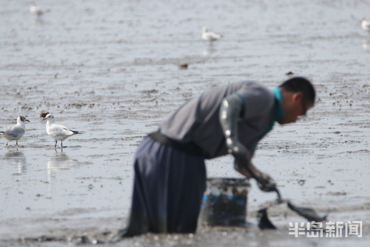 红嘴鸥|青岛沧口海滩：馋嘴红嘴鸥 傍上赶海人