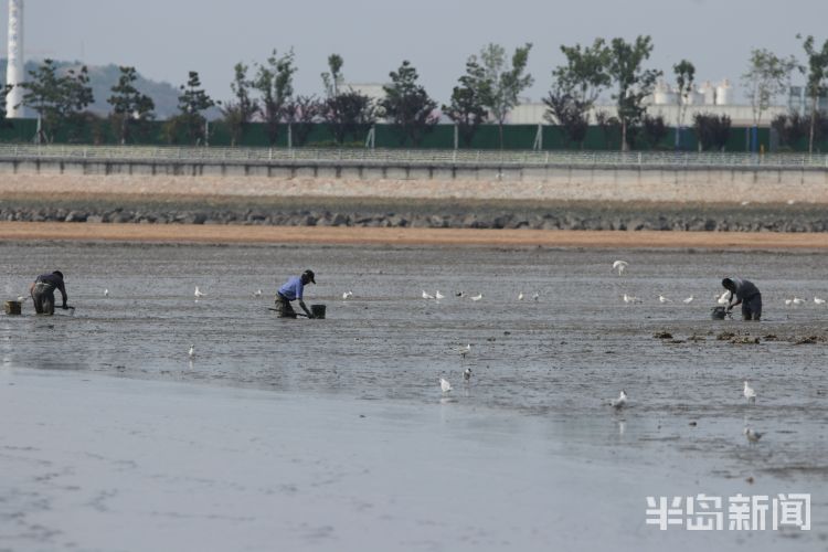 红嘴鸥|青岛沧口海滩：馋嘴红嘴鸥 傍上赶海人