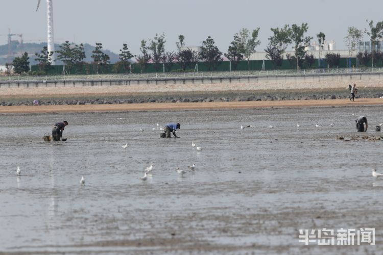 红嘴鸥|青岛沧口海滩：馋嘴红嘴鸥 傍上赶海人