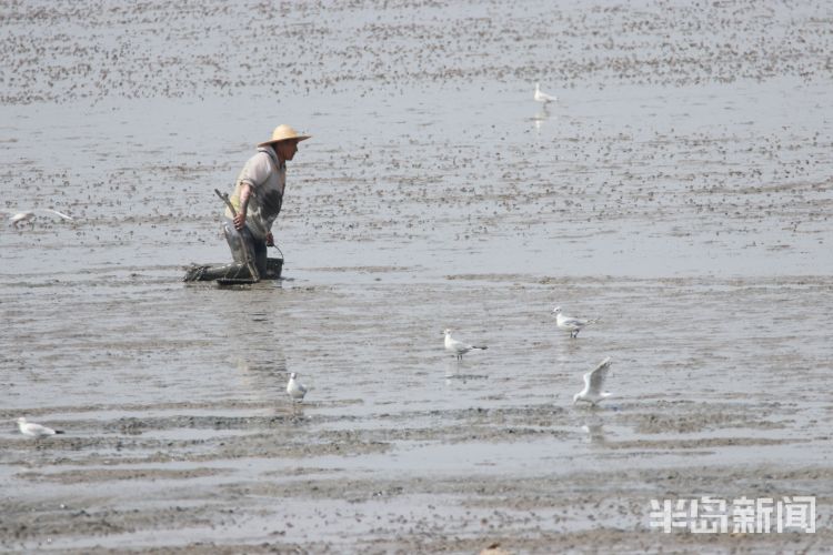 红嘴鸥|青岛沧口海滩：馋嘴红嘴鸥 傍上赶海人