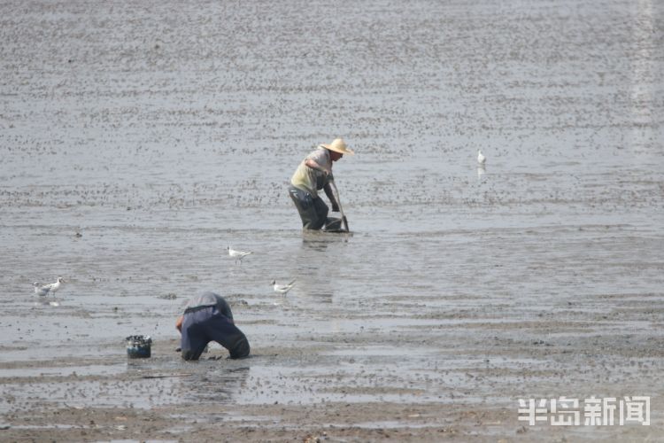 红嘴鸥|青岛沧口海滩：馋嘴红嘴鸥 傍上赶海人